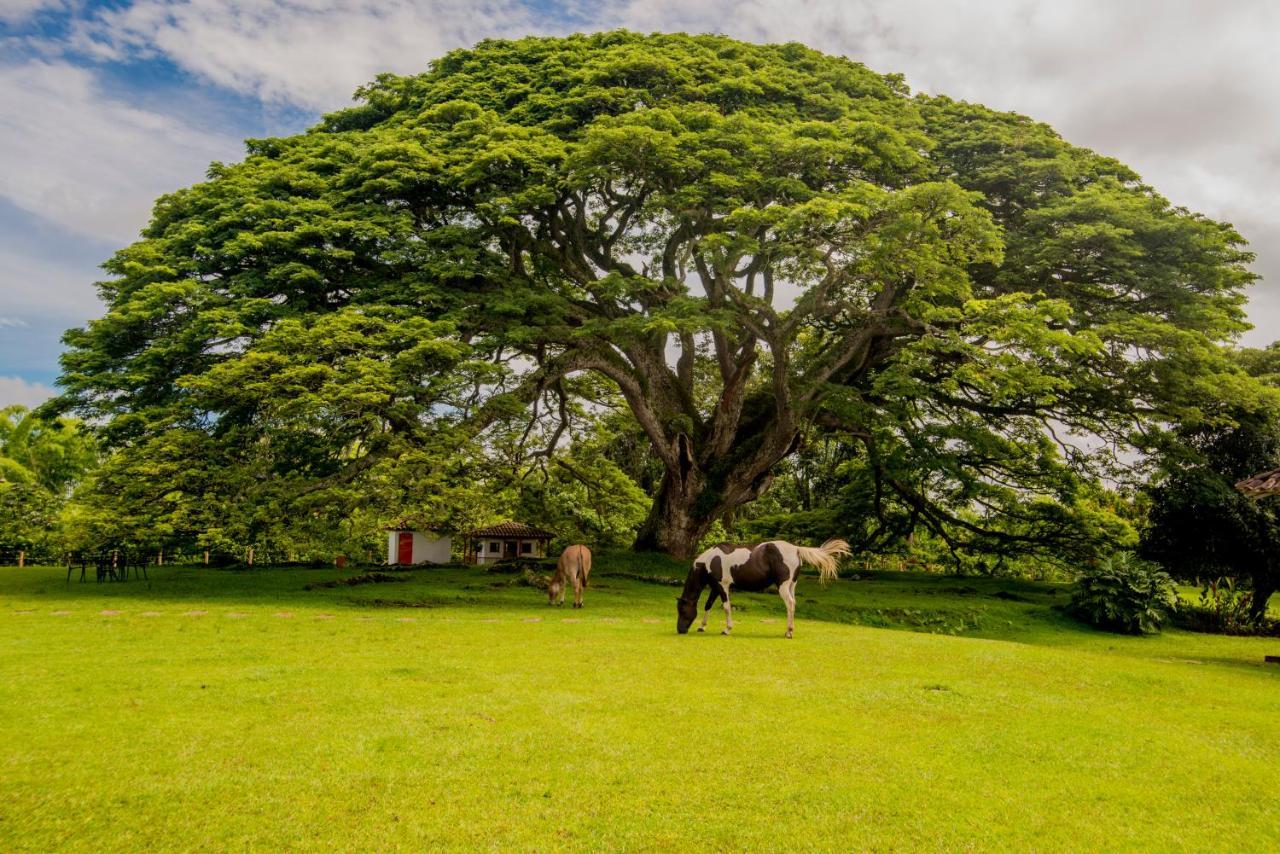 Hacienda El Samán Villa Quimbaya Exterior foto